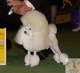 宠物营养品贵宾犬 , 贵宾犬图片,贵宾犬价格,贵