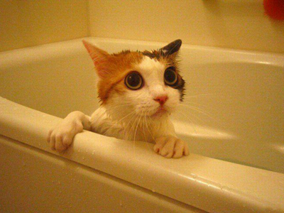 猫咪洗澡.jpg