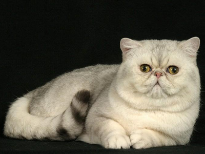 1473408544750425.png 异国短毛猫222.png