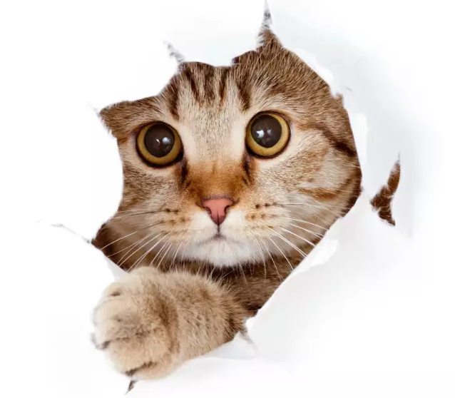 1487388031(1).png
