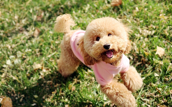 泰迪犬 (26).jpg
