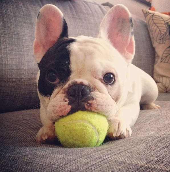 斗牛犬.jpg