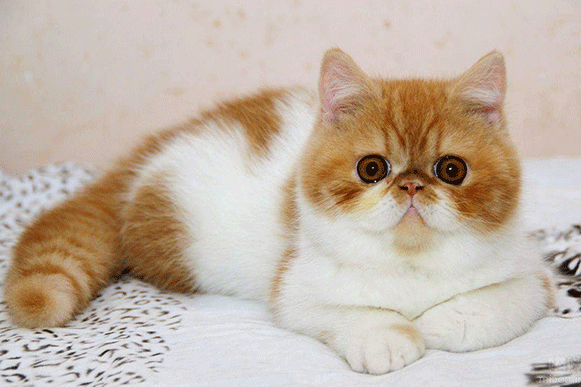 1500548968562817.gif njkliop1256+.gif