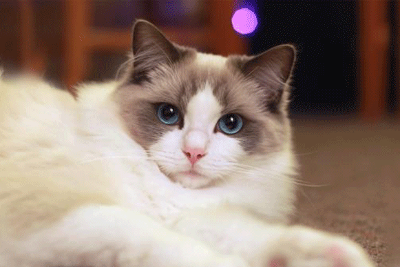 1501061695230154.gif vbhty.gif