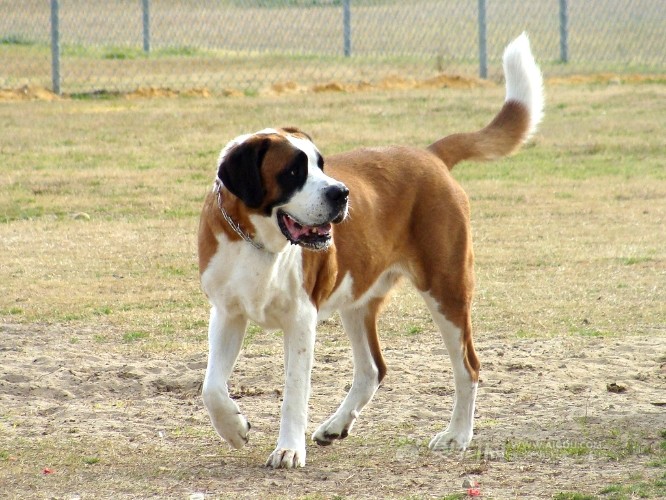 如何训练马尔济斯犬