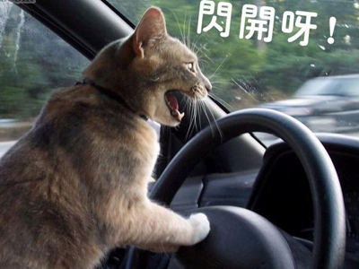 猫咪晕车怎么办